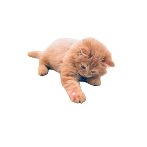 Cat Playing Laser