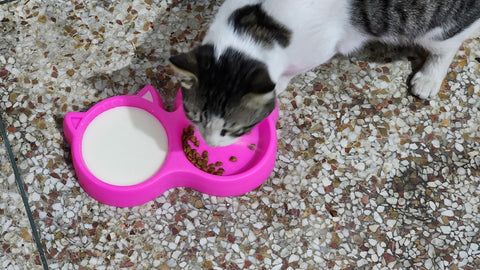 Double Side Cat Face Bowl (Local)
