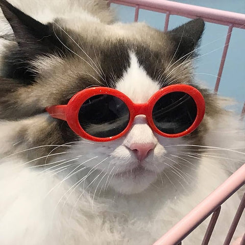 Pet Glasses