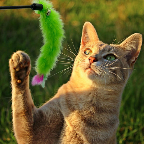 Cat Playing Feather Stick Low