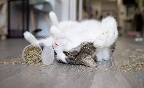 Cat Nip Imp