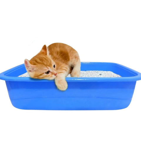 Kitten playing with a blue litter box on a white background
