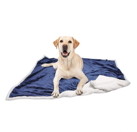 Dog lying on a blue blanket with a white pillow on a white background