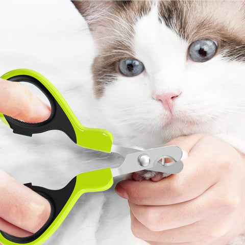 Person trimming a cat's nail with green and black nail clippers.