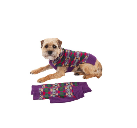 Dog wearing a patterned sweater with matching leg warmers on a white background