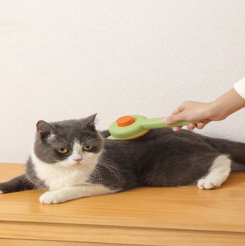 Button Brush Cat Face (In Box Pack)