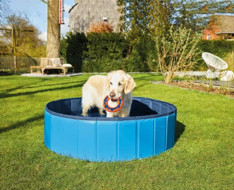Zoofari Pet Pool