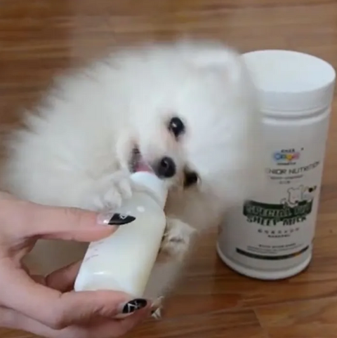 Pet Feeder Small