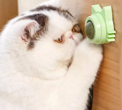 Catnip Ball Toy Wall Stick
