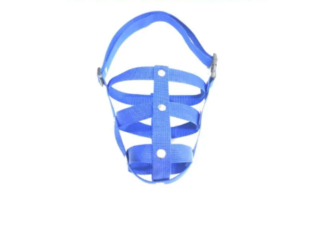 Blue dog muzzle with a white background