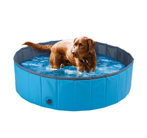 Dog playing in a blue inflatable pool on a white background
