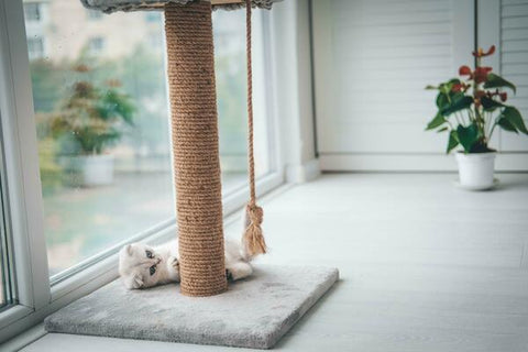 Scratching Post (Single Top)