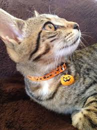 Cat Collar Bell Character
