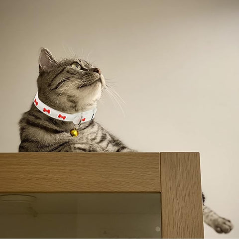 Rubber Cat Collar additional view