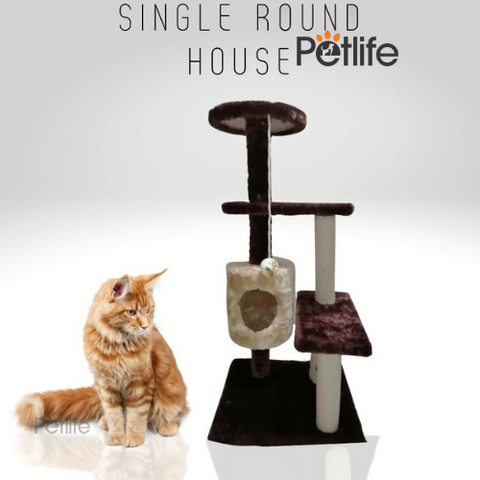 Fish Scratch Post